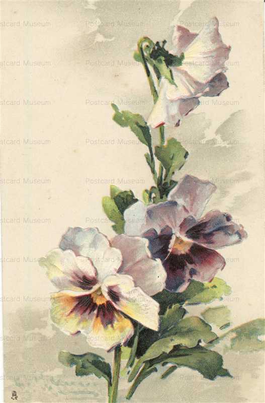 em120-Catherine Klein Pansy