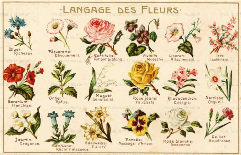 em270-Langage des fleurs