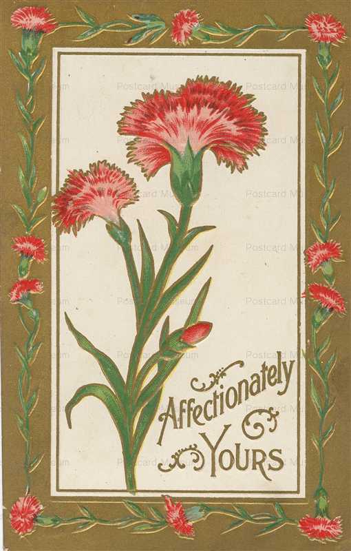em541-Affectionately Yours Carnation