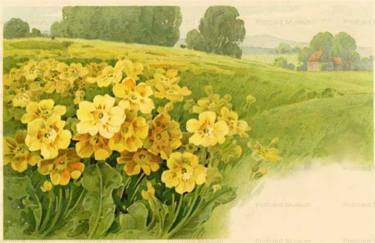 em560-Vegetable Flowers