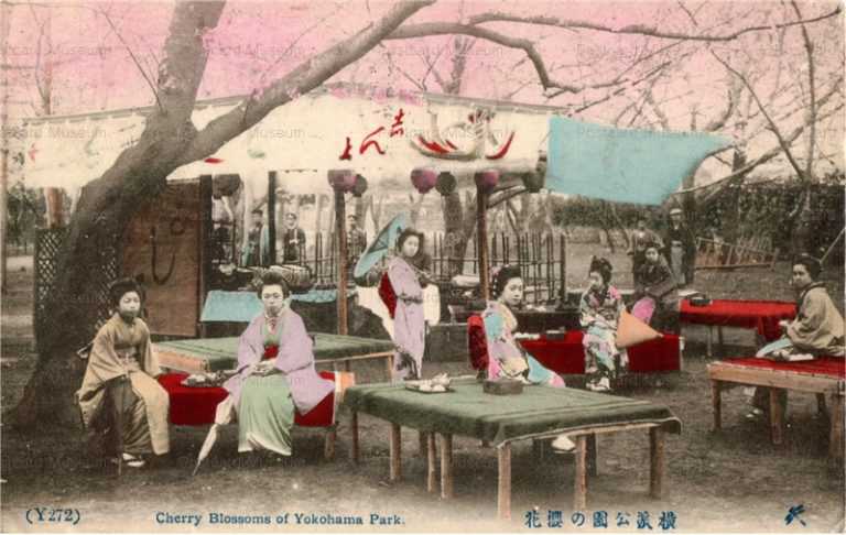fh015-横浜公園の桜花