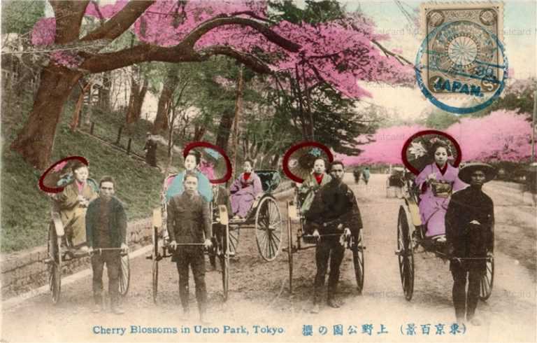 fj012-人力車 上野公園の桜 東京百景
