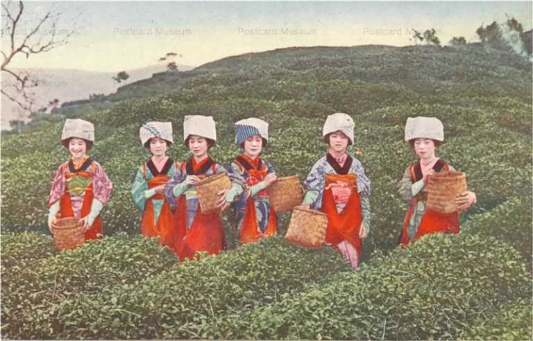 fk081-茶畑 茶摘娘六人