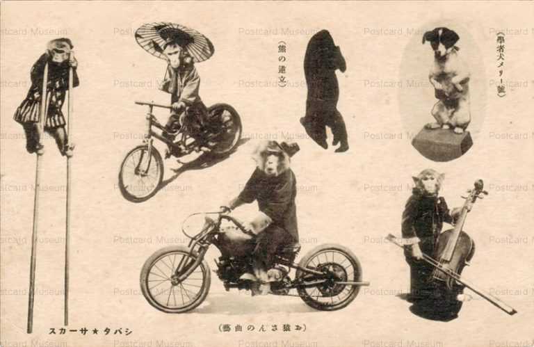 ng310-シバタ サーカス