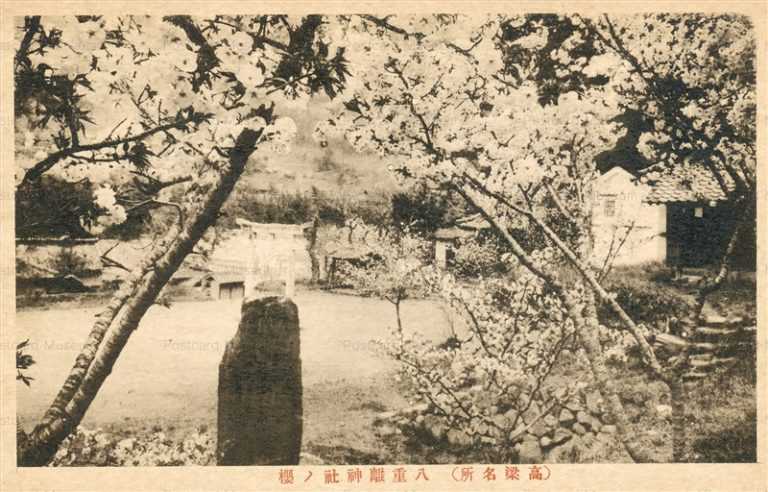 ok1470-Yaeri Shrine Takahashi 八重離神社ノ桜 高梁名所
