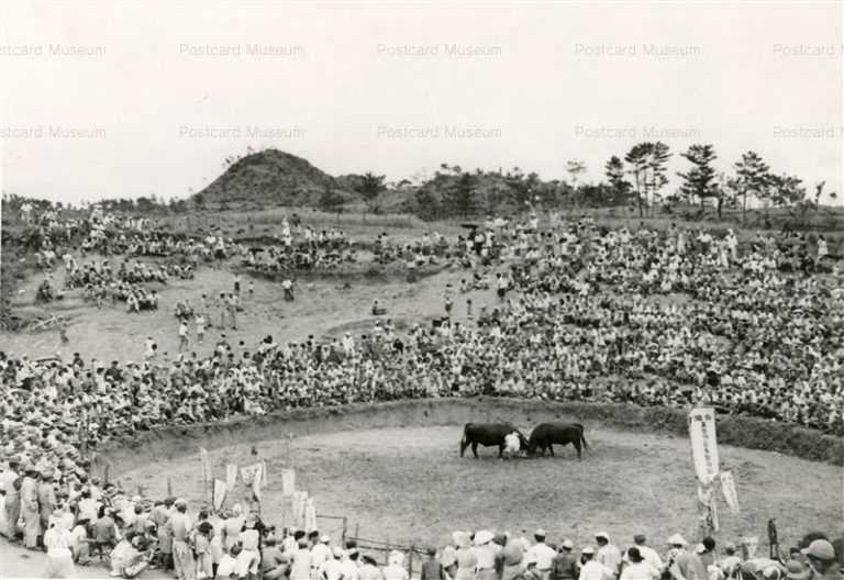 oky742-Bullfighting Okinawa 闘牛 沖縄 1950