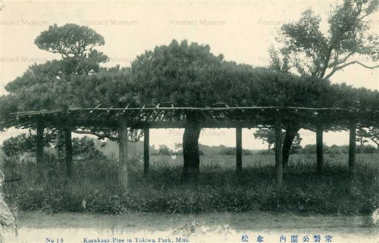 ll112-Karakusa Pine In Tokiwa Park Mito 19 常盤公園内 傘松 茨城