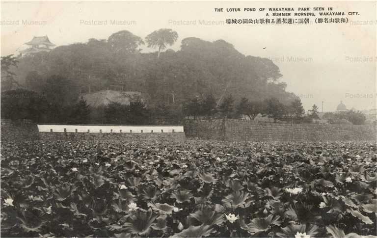 zy140-Wakayama park 朝靄に蓮華薰る和歌山公園の城壕 和歌山