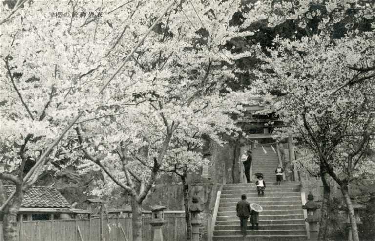 cim1655-Cherry blossom Shrine 衣岩神社の櫻