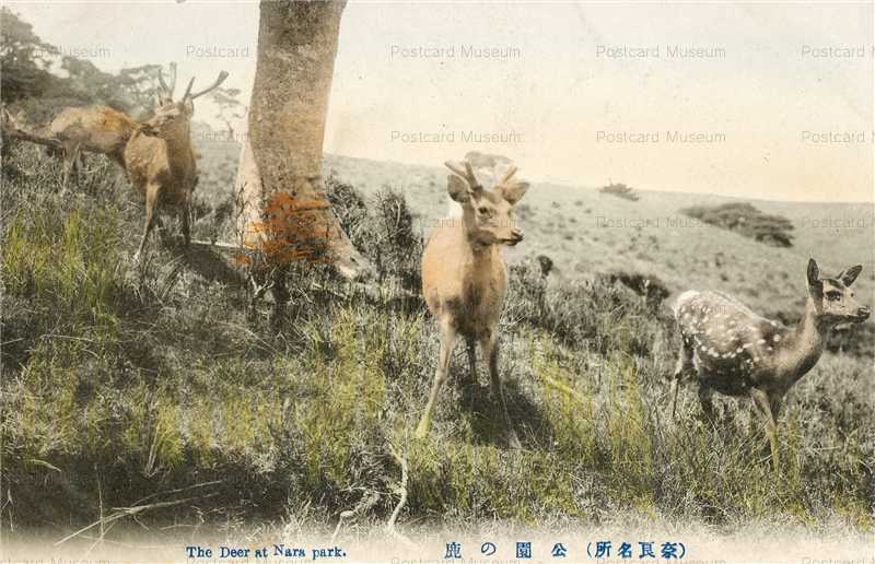 zn270-Deer at Nara Park 奈良公園の鹿 奈良名所 | 絵葉書資料館
