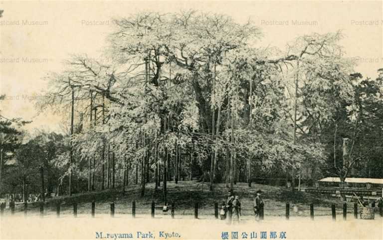 kyb458-Maruyama Park Kyoto 京都円山公園の櫻花