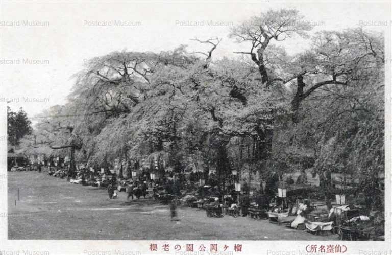 se720-Tsutsujigaoka Park Sendai 榴ヶ岡公園の老桜 仙台