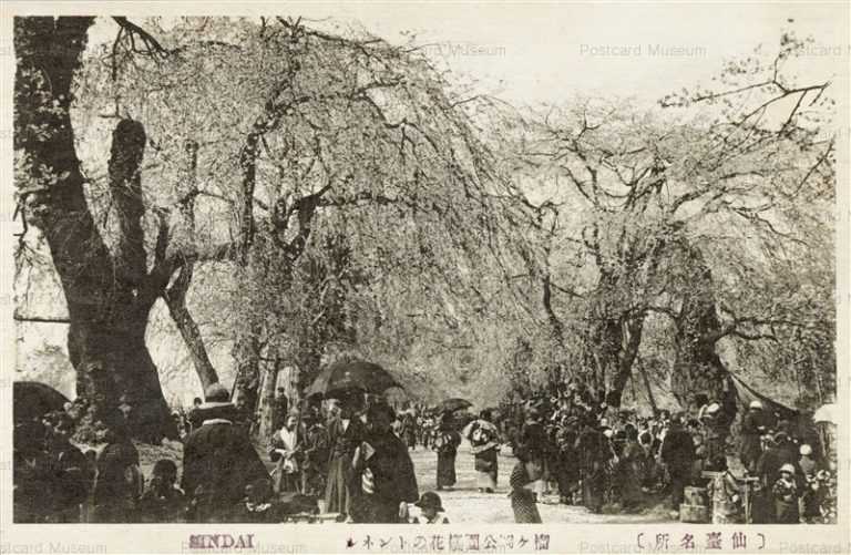 se710-Tsutsujigaoka Park Sendai 榴ヶ岡公園 桜 仙台