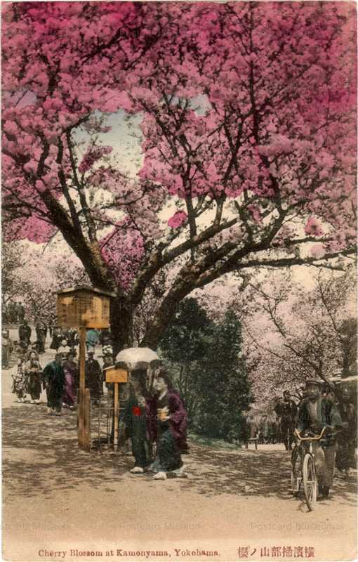 yb140-Cherry Blossom at Kamonyama Yokohama 横浜掃部山の桜