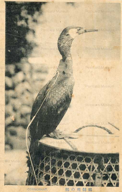 uf254-Cormorant Gifu 鵜飼用の鵜 岐阜