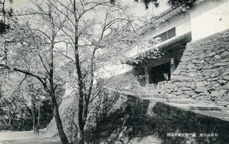 zy148-Wakayama park 和歌山公園 楠門附近櫻の満開