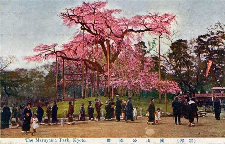 kyc460-Maruyama Park Kyoto 京都円山公園の櫻花