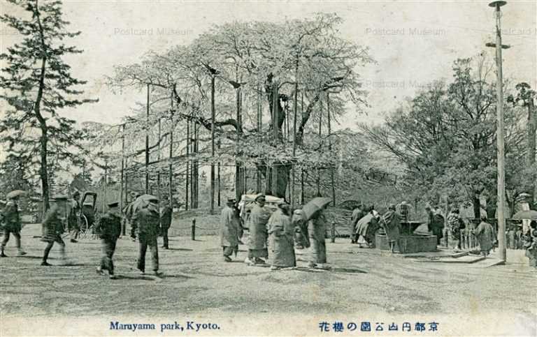 kyb460-Maruyama Park Kyoto 京都円山公園の櫻花