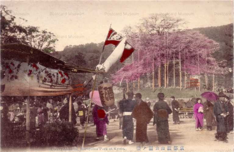 ky435-Cherry-blossom Maruyama Park at Kyoto 京都圓山公園ノ桜