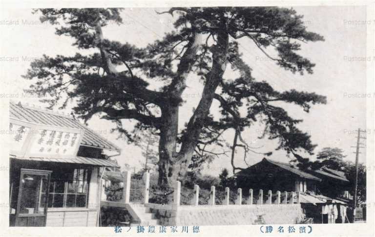 uc1625-Ieyasu Tokugawa Pine Hamamatsu 徳川家康鎧掛ノ松 濱松名所