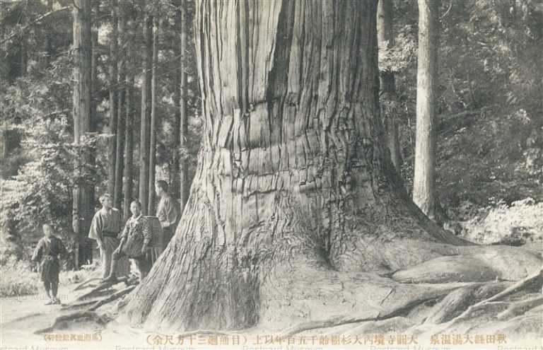 er1135-Daienji Temple Ooyu Hot Spring 大圓寺境内大杉樹齢千五百年以上 目通廻三十方尺余 大湯温泉