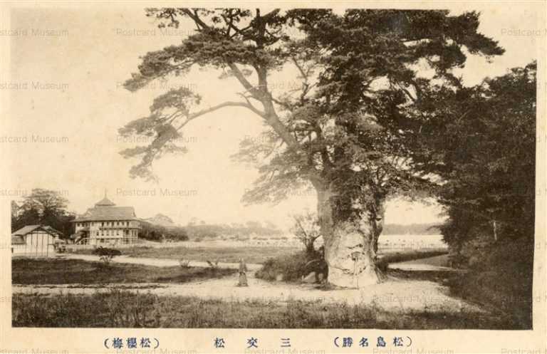 se2095-Sankoumatsu Matsushima 三交松 松桜梅 松島名勝