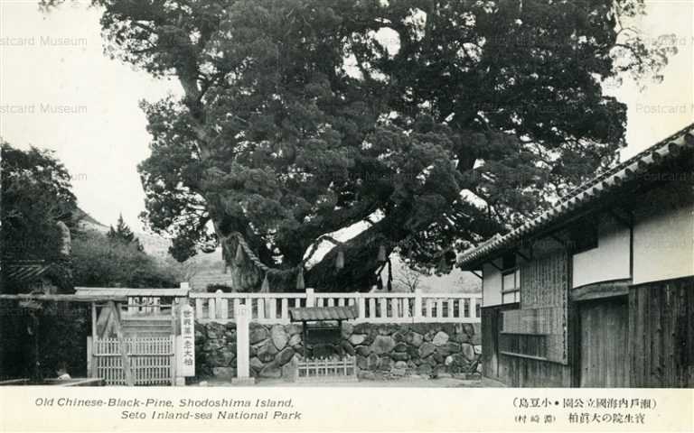 xk678-Old Chinese-Black-Pine,Shodoshima Island Seto Inland-sea National Park 寶生院の大真柏 瀬戸内海国立公園・小豆島