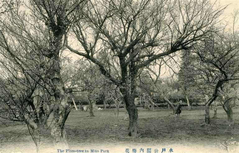 ll100-The Plum-tree In Mito Park 水戸公園内梅花 茨城