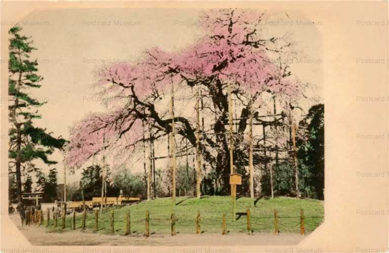 ky450-Cherry-blossom Maruyama Park at Kyoto 圓山公園ノ桜
