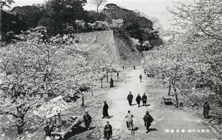 zy145-Wakayama park 和歌山公園 桜花満開