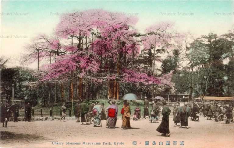 ky430-Cherry blossoms Maruyama Park,Kyoto 京都圓山公園ノ桜