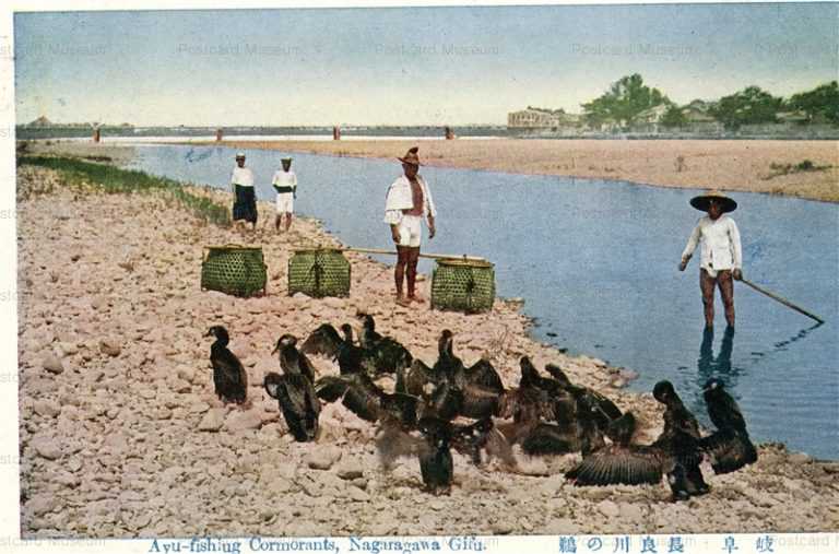 uf243-Ayu-fishing Cormorants,Nagaragawa Gifu 長良川の鵜 岐阜