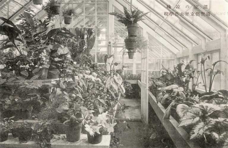 zc1470-Kurita Agriculture School Shiga 滋賀縣立栗太農學校 温室の涼味