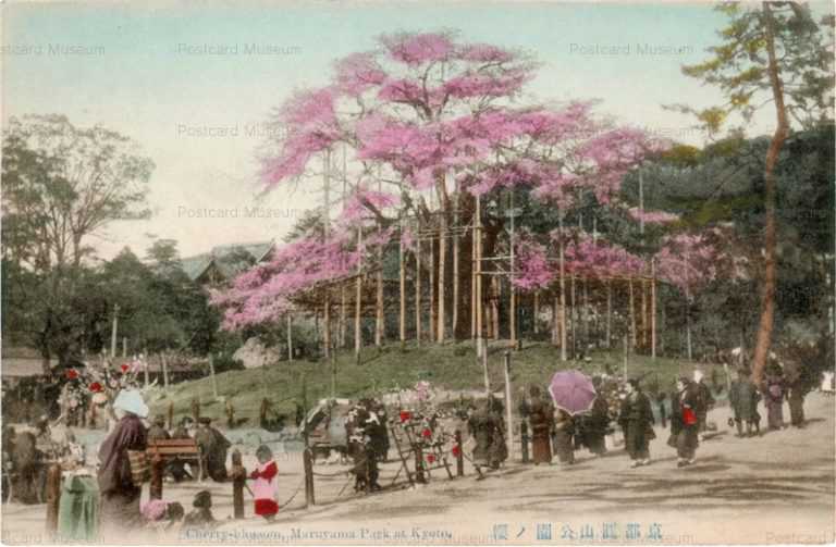 ky445-Cherry-blossom Maruyama Park at Kyoto 京都圓山公園ノ桜
