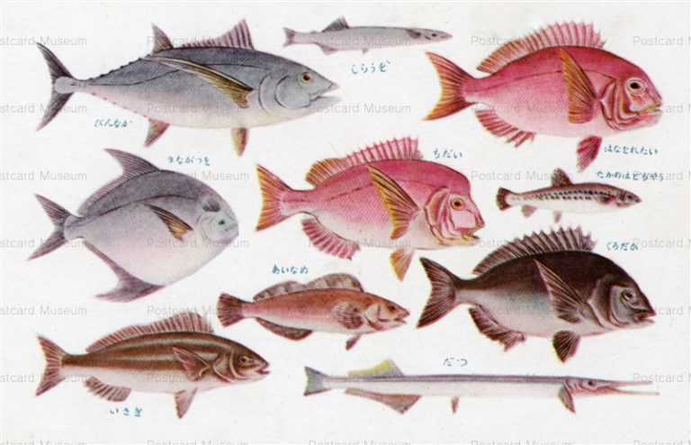 cgs260-魚類 ちだい あいなめ だつ