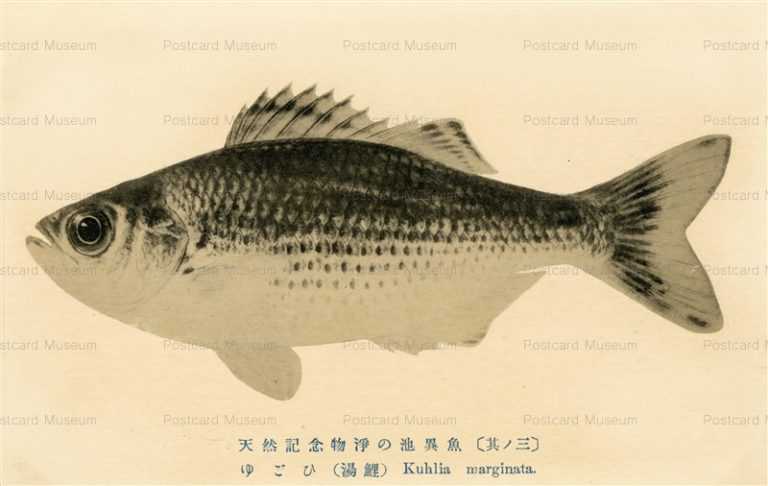 cgs413-Kuhlia Marginata ゆごひ 湯鯉 天然記念物淨の池異魚其ノ三