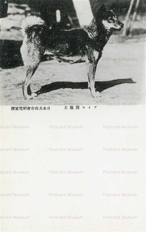 cga150-アイヌ熊猟犬