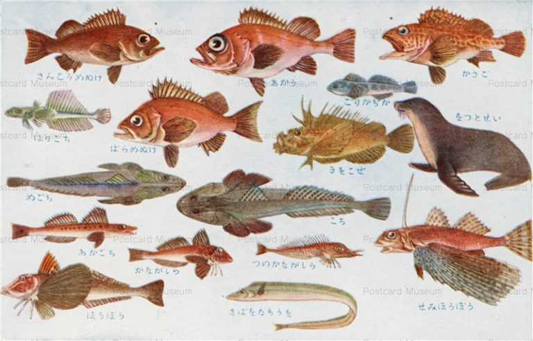 cgs231-日本重要水産動物 魚類第二集 かさご めごち