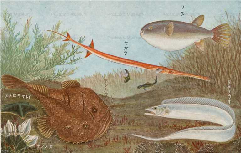 cgs200-日本重要水産動物 ﾌｸﾞ　ﾔｶﾞﾗ　ﾀﾁｳｵ　ｱﾝｺｳ ｲﾄﾏｷﾋﾄﾃﾞ　ｶﾒﾉﾃ