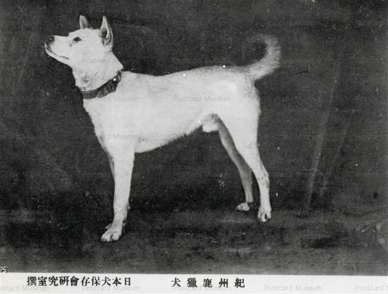 cga088-紀州鹿獵犬