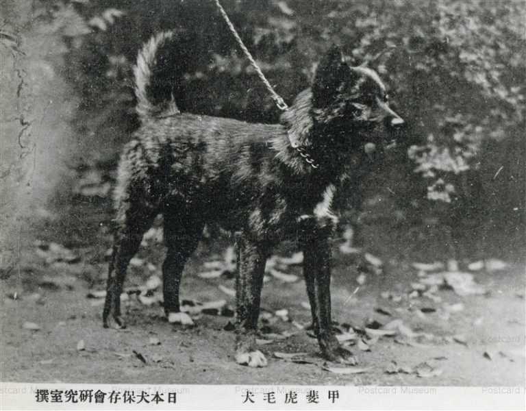 cga084-甲斐虎毛犬