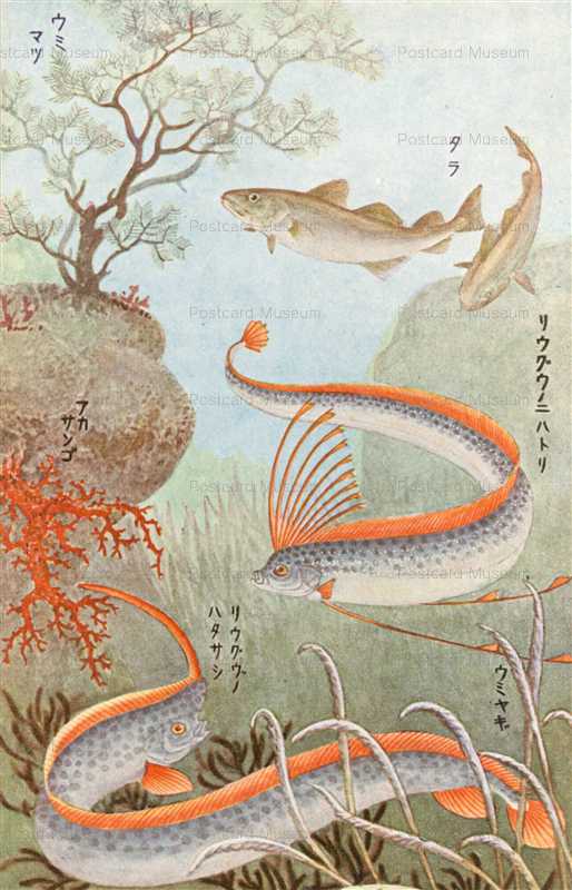 cgs205-日本重要水産動物 ｳﾐﾏﾂ　ﾀﾗ　ﾘﾕｳｸﾞｳﾉﾆﾊﾄﾘ　ﾘﾕｳｸﾞｳﾉﾊﾀｻｼ　ｱｶｻﾝｺﾞ　ｳﾐﾔｷﾞ