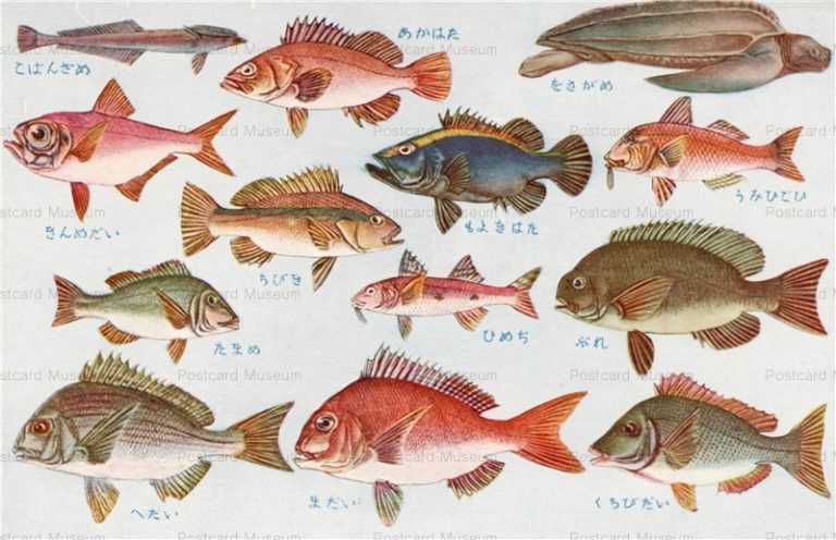 cgs238-日本重要水産動物 魚類第二集 ぶれ たまめ
