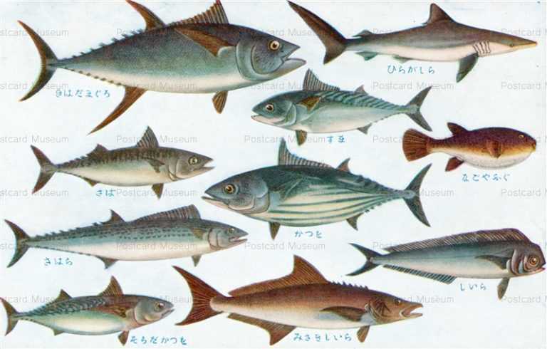 cgs257-日本重要水産動物 魚類第一集 すま なごやふぐ しいら