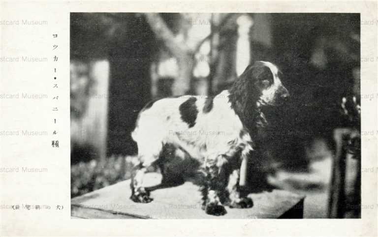 cga130-コッカー・スパニール種 犬の研究社