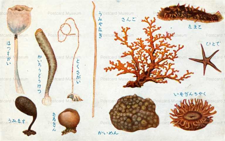 cgs380-さるきん うみなす とくさがい うみやなき