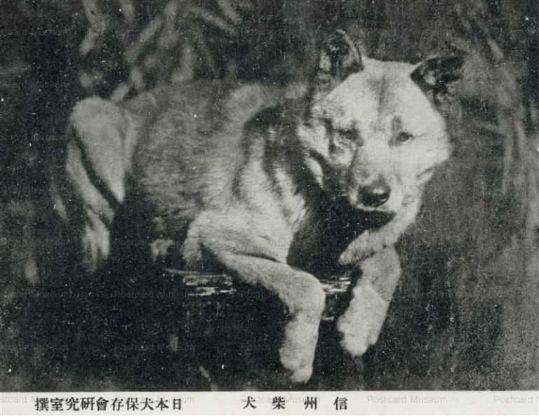 cga086-信州柴犬