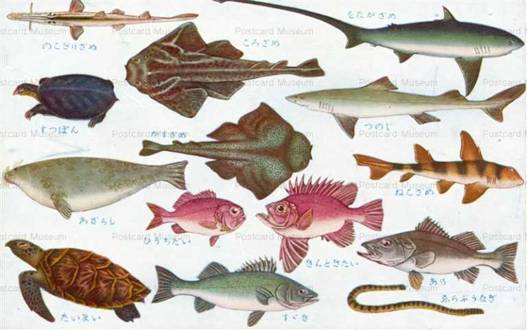 cgs256-日本重要水産動物 魚類第一集 たいまい つのじ あら