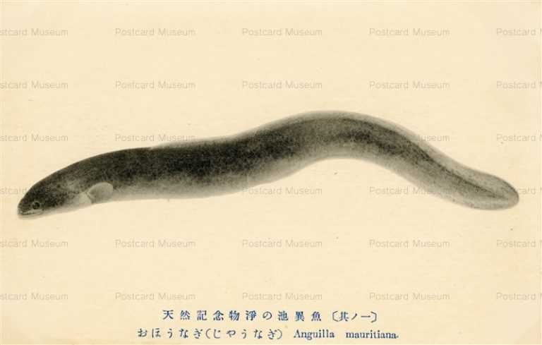 cgs411-Anguilla Mauritiana おほうなぎ じゃうなぎ 天然記念物淨の池異魚其ノ一