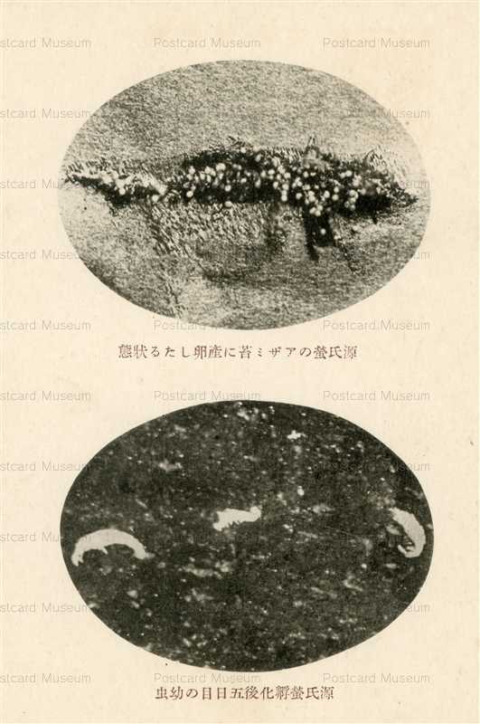 cg660-源氏蛍のアザミ苔に産卵したる状態 源氏蛍孵化後五日目の幼虫